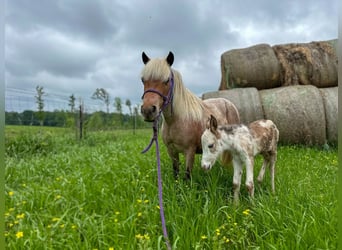 Meer ponys/kleine paarden, Merrie, 10 Jaar, 91 cm, Roan-Red