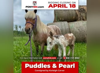 Meer ponys/kleine paarden, Merrie, 10 Jaar, 91 cm, Roan-Red