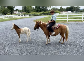 Meer ponys/kleine paarden, Merrie, 10 Jaar, 97 cm, Gevlekt-paard