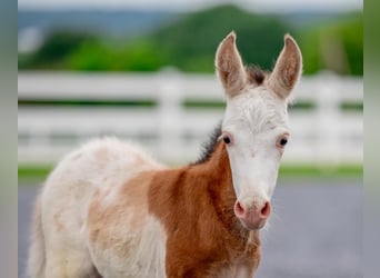 Meer ponys/kleine paarden, Merrie, 10 Jaar, 97 cm, Gevlekt-paard