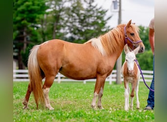 Meer ponys/kleine paarden, Merrie, 10 Jaar, 97 cm, Gevlekt-paard