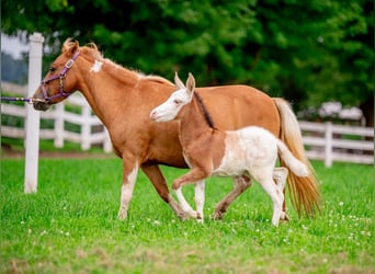 Meer ponys/kleine paarden, Merrie, 10 Jaar, 97 cm, Gevlekt-paard