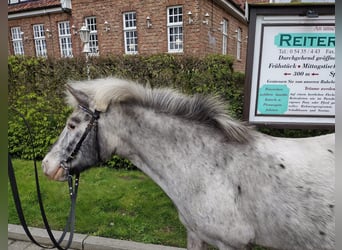 Meer ponys/kleine paarden, Merrie, 11 Jaar, 117 cm, Tobiano-alle-kleuren