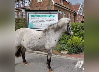 Meer ponys/kleine paarden, Merrie, 11 Jaar, 117 cm, Tobiano-alle-kleuren