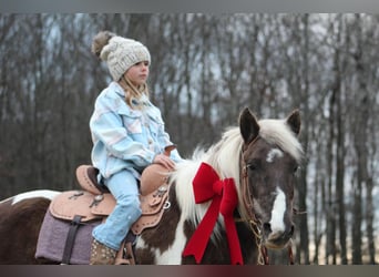 Meer ponys/kleine paarden Mix, Merrie, 11 Jaar, 122 cm