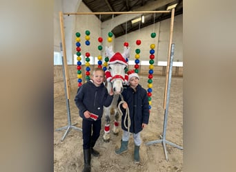 Meer ponys/kleine paarden, Merrie, 11 Jaar, 127 cm, Wit