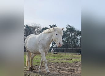 Meer ponys/kleine paarden, Merrie, 11 Jaar, 136 cm, Schimmel