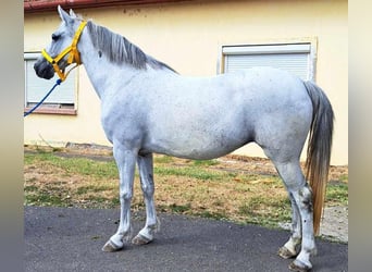 Meer ponys/kleine paarden, Merrie, 11 Jaar, 140 cm