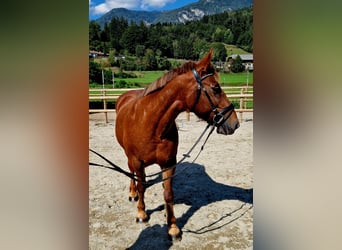 Meer ponys/kleine paarden, Merrie, 11 Jaar, 145 cm, Vos