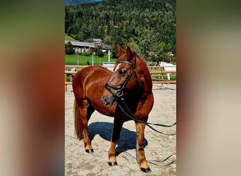 Meer ponys/kleine paarden, Merrie, 11 Jaar, 145 cm, Vos