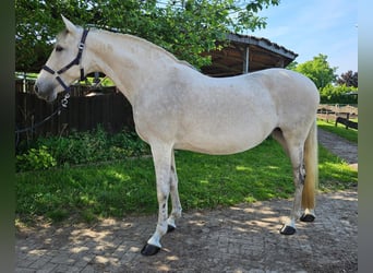 Meer ponys/kleine paarden Mix, Merrie, 11 Jaar, 155 cm, Schimmel
