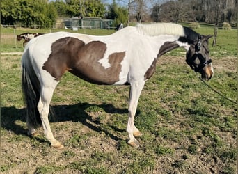 Meer ponys/kleine paarden, Merrie, 11 Jaar, 168 cm, Gevlekt-paard