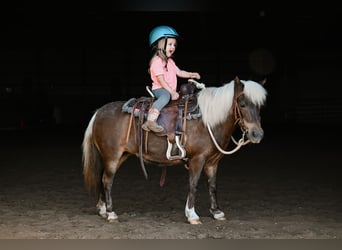 Meer ponys/kleine paarden, Merrie, 11 Jaar, 86 cm, Grullo