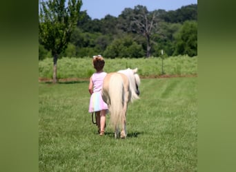Meer ponys/kleine paarden, Merrie, 11 Jaar, 99 cm, Palomino