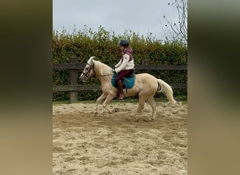 Meer ponys/kleine paarden, Merrie, 11 Jaar, Palomino