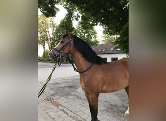 Meer ponys/kleine paarden Mix, Merrie, 12 Jaar, 138 cm, Bruin