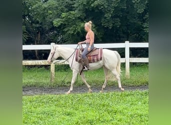 Meer ponys/kleine paarden, Merrie, 12 Jaar, 140 cm, Cremello