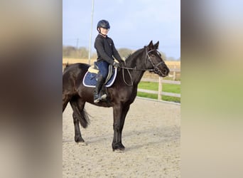 Meer ponys/kleine paarden, Merrie, 12 Jaar, 140 cm, Zwart