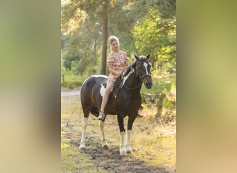 Meer ponys/kleine paarden Mix, Merrie, 12 Jaar, 142 cm, Gevlekt-paard