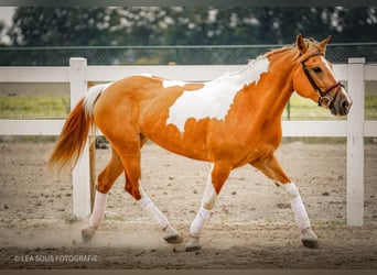 Meer ponys/kleine paarden, Merrie, 12 Jaar, 148 cm, Overo-alle-kleuren