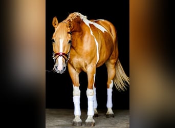 Meer ponys/kleine paarden, Merrie, 12 Jaar, 148 cm, Overo-alle-kleuren