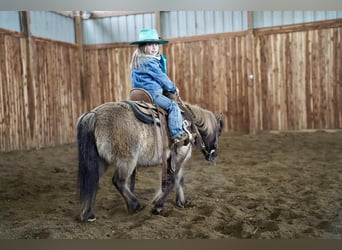 Meer ponys/kleine paarden, Merrie, 12 Jaar, 89 cm, Grullo