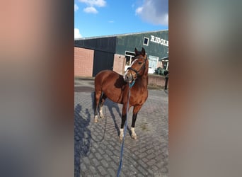 Meer ponys/kleine paarden, Merrie, 12 Jaar