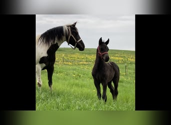 Meer ponys/kleine paarden Mix, Merrie, 12 Jaar, Gevlekt-paard