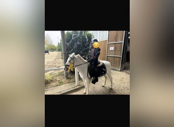 Meer ponys/kleine paarden, Merrie, 13 Jaar, 115 cm, Schimmel