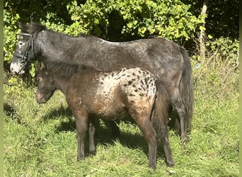 Meer ponys/kleine paarden, Merrie, 13 Jaar, 120 cm, Zwartschimmel