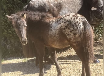 Meer ponys/kleine paarden, Merrie, 13 Jaar, 120 cm, Zwartschimmel