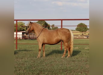 Meer ponys/kleine paarden, Merrie, 13 Jaar, 122 cm, Palomino
