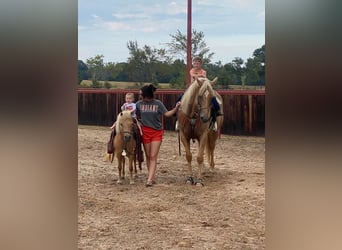 Meer ponys/kleine paarden, Merrie, 13 Jaar, 122 cm, Palomino