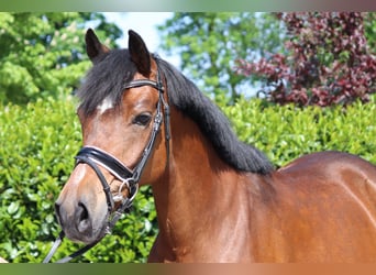 Meer ponys/kleine paarden, Merrie, 13 Jaar, 148 cm, Brauner