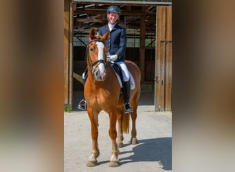 Meer ponys/kleine paarden, Merrie, 13 Jaar, 155 cm, Vos