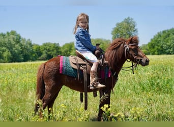 Meer ponys/kleine paarden, Merrie, 13 Jaar, 86 cm, Roodvos