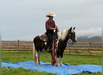 Meer ponys/kleine paarden, Merrie, 14 Jaar, 124 cm, Gevlekt-paard