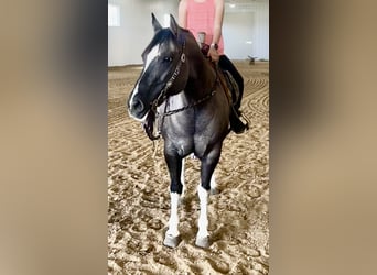 Meer ponys/kleine paarden, Merrie, 14 Jaar, 140 cm, Tobiano-alle-kleuren