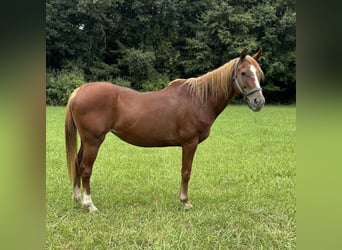 Meer ponys/kleine paarden, Merrie, 14 Jaar, 145 cm, Donkere-vos