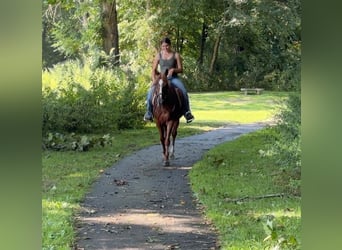 Meer ponys/kleine paarden, Merrie, 14 Jaar, 145 cm, Donkere-vos