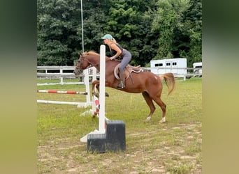 Meer ponys/kleine paarden, Merrie, 14 Jaar, 145 cm, Donkere-vos