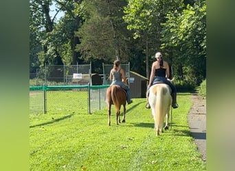 Meer ponys/kleine paarden, Merrie, 14 Jaar, 145 cm, Donkere-vos