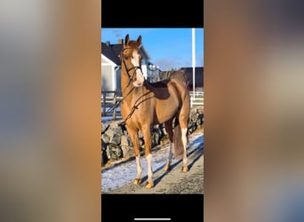 Meer ponys/kleine paarden, Merrie, 14 Jaar, 145 cm, Vos