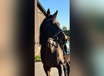 Meer ponys/kleine paarden, Merrie, 14 Jaar, 165 cm, Bruin