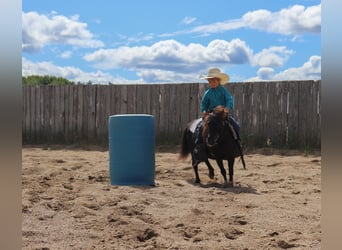 Meer ponys/kleine paarden, Merrie, 14 Jaar, 97 cm, Zwart