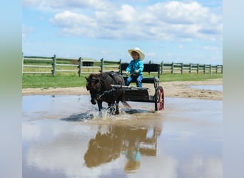 Meer ponys/kleine paarden, Merrie, 14 Jaar, 97 cm, Zwart