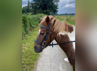 Meer ponys/kleine paarden, Merrie, 15 Jaar, 125 cm, Gevlekt-paard