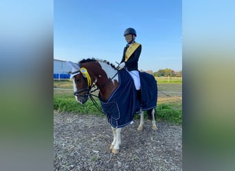 Meer ponys/kleine paarden, Merrie, 15 Jaar, 137 cm, Gevlekt-paard