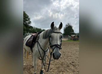 Meer ponys/kleine paarden, Merrie, 15 Jaar, 146 cm, Schimmel