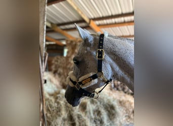 Meer ponys/kleine paarden, Merrie, 15 Jaar, 146 cm, Schimmel